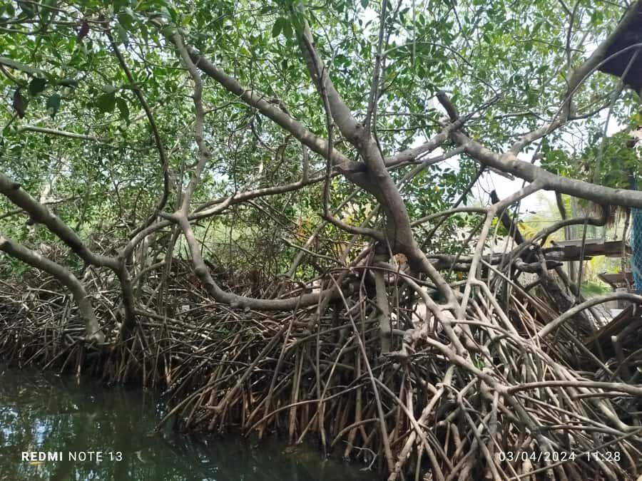 Cartagena: Sail in the mangroves of Cartagena - What’s Included: Guide Time, Water, and Wildlife Watching