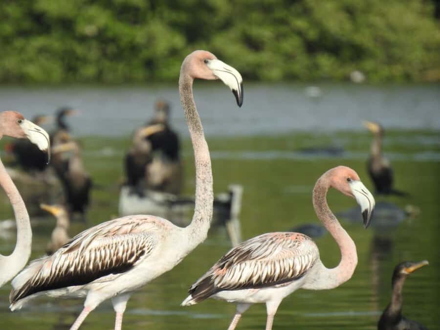 Cartagena: Sail in the mangroves of Cartagena - Mangrove Tunnels and Wildlife: Birds, Crabs, Pelicans, and More