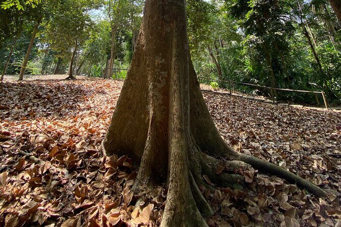 Cartagena : Sighting of fauna and flora in the botanical garden. - Who this tour is best for (and who should reconsider)