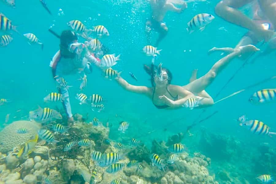 Cartagena: Snorkel, Mangroves and Playa Blanca Tour - The mangrove tour: birds, iguanas, and a slow-moving change of pace