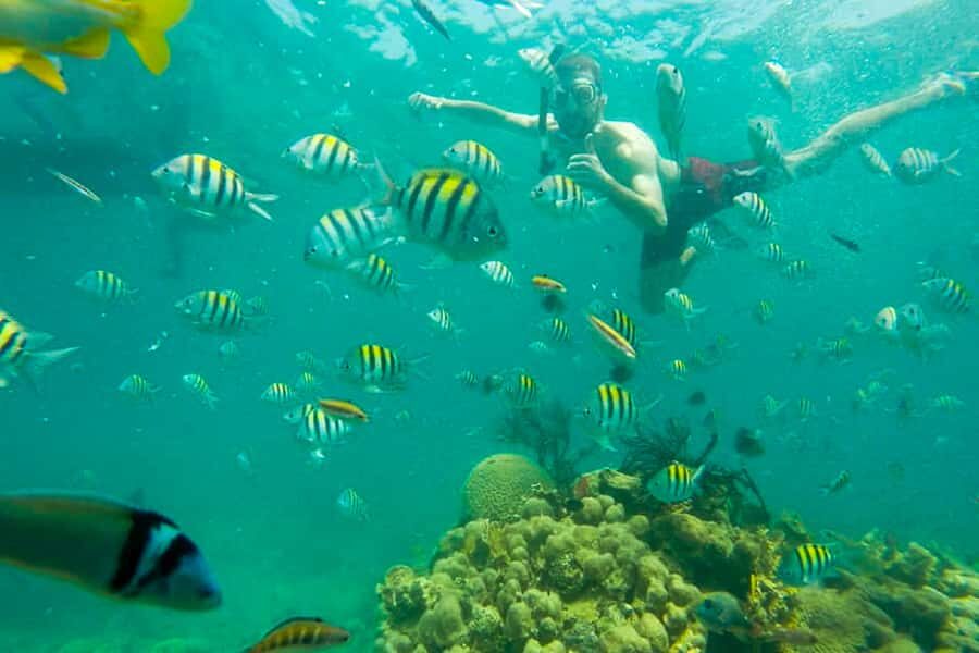 Cartagena: Snorkel, Mangroves and Playa Blanca Tour - Guides and guides’ impact: when names come up, it matters