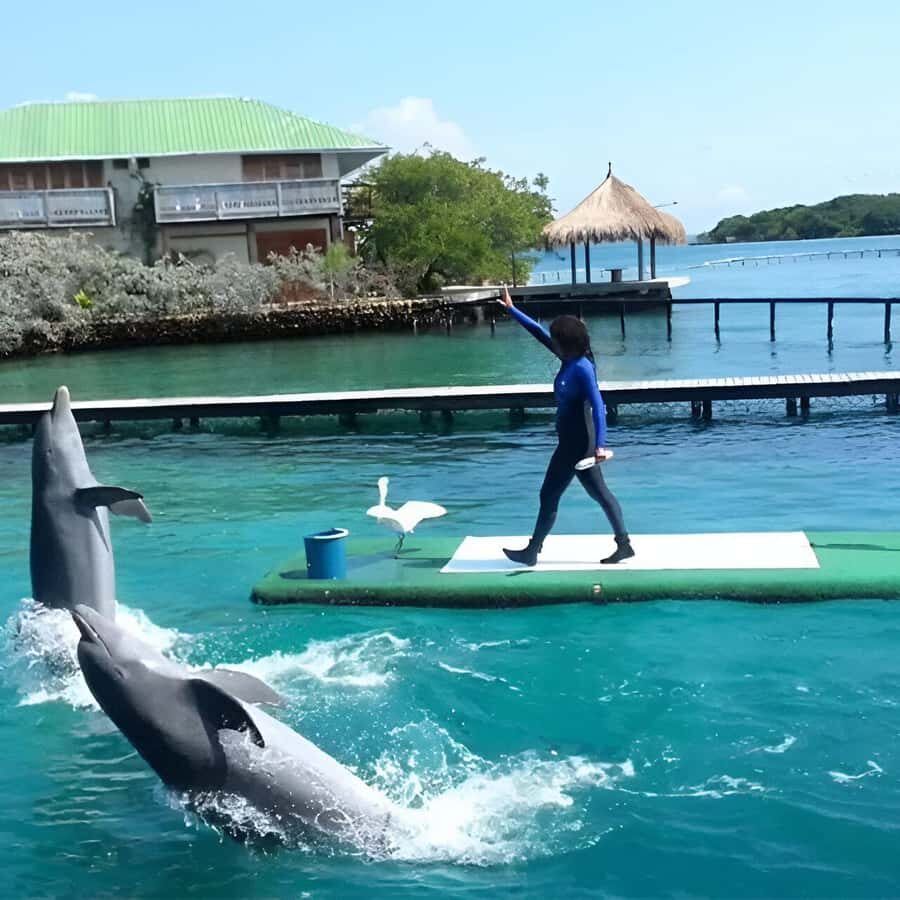 Cartagena: Visit 4 islands in a speedboat + plankton! - Optional snorkeling and aquarium: you choose, but you pay