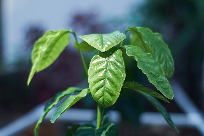 Colombian Coffee Sensory Immersion: From the Seed to the Cup. - Quick Highlights You’ll Feel Immediately