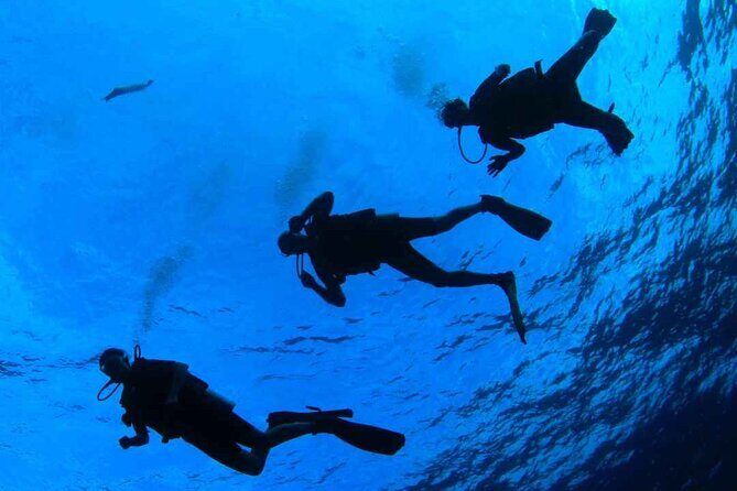 Diving baptism in the Marine Reserve of Cabo Tiñoso - Starting from La Azohía: meeting point and the 4:30 pm timing