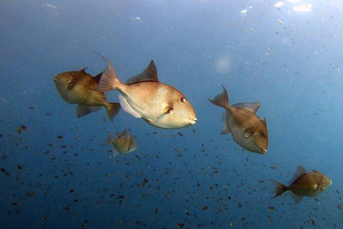 Diving baptism in the Marine Reserve of Cabo Tiñoso - Practical tips for your visit to Cabo Tiñoso