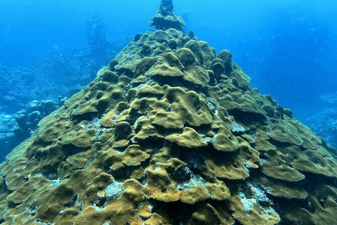 Diving Experience in Cartagena with all Incluided - Two SCUBA sessions in the Bay of Cartagena: what you’re paying for