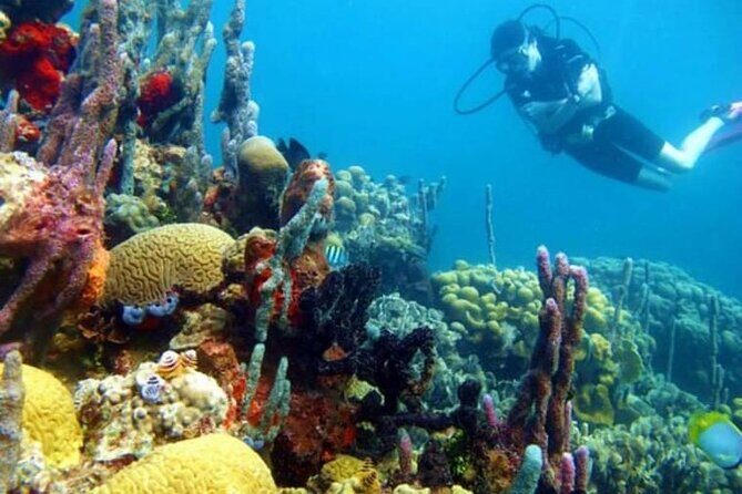 Diving in Playa Blanca Barú with Lunch - Cartagena Colombia - The 45-minute scuba session: gear, suits, and safety talk