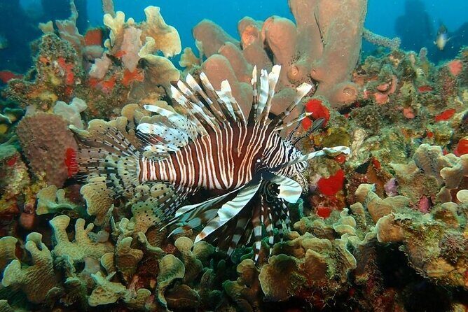 Diving in Playa Blanca Barú with Lunch - Cartagena Colombia - A real example of what can go right: Taileda and the patient approach