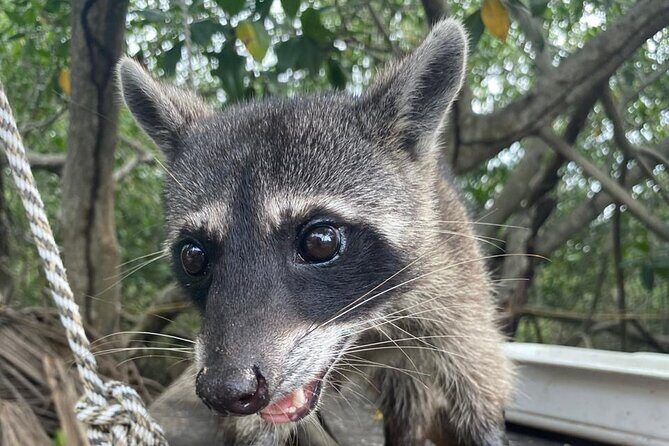 Ecotour Mangrove and Craft Fishing : Nature + Local Community - Canoe ride through mangroves: wildlife you can actually notice