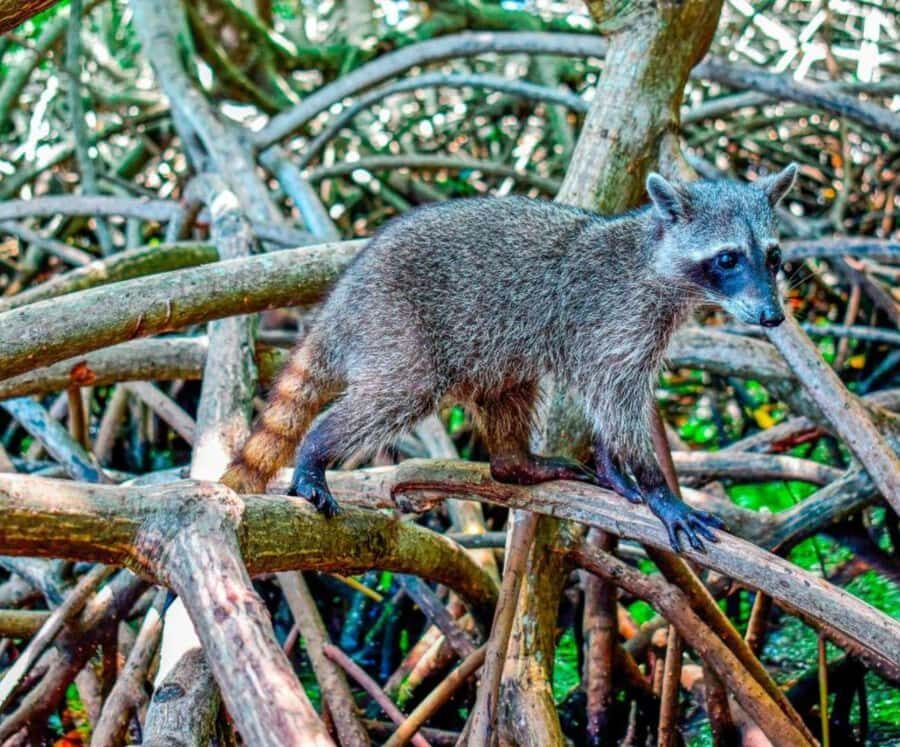 Full Day Barú island: Mangrove +Snorkel + Sunset + Plankton - Mangroves and raccoons: the animals part of the day