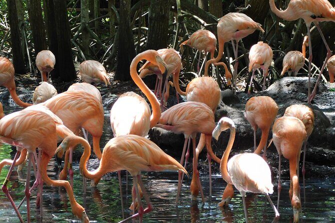 Full Day for Bird Watching with Visit to Isla Baru - Key Highlights You’ll Actually Feel