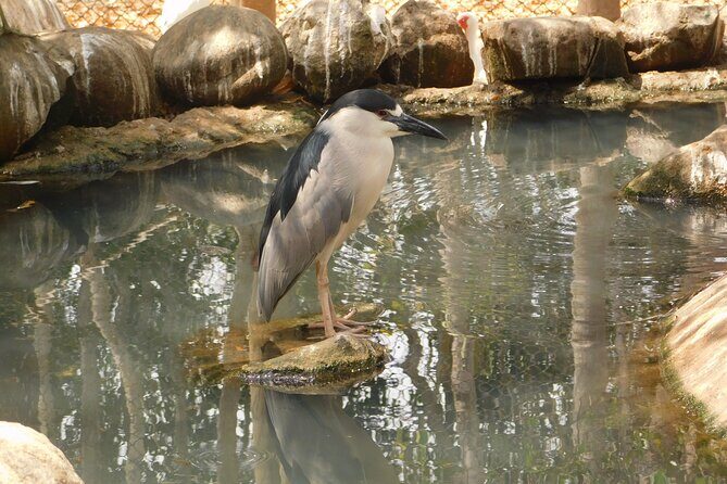 Full Day for Bird Watching with Visit to Isla Baru - Bird Watching + Isla Barú in One 7-Hour Day