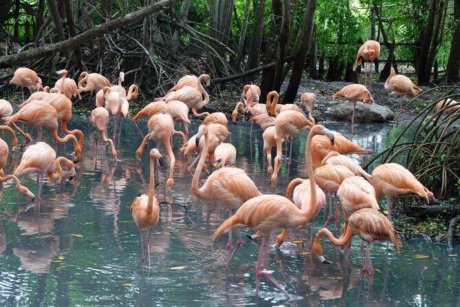Full Day for Bird Watching with Visit to Isla Baru - Aviario Nacional de Colombia: What 2,000 Birds Feels Like