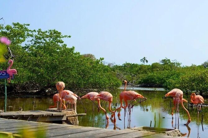 Full Day Private Beach Club Palma Island and Full Food - The Biopark add-on: mangroves, turtles, and a calmer pace