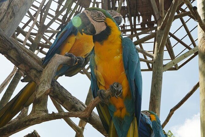 Full-Day Tour Baru - National Aviary and Playa Blanca + Bioluminescent Plankton - Back to Club Mambo: How the Second Beach Block Works