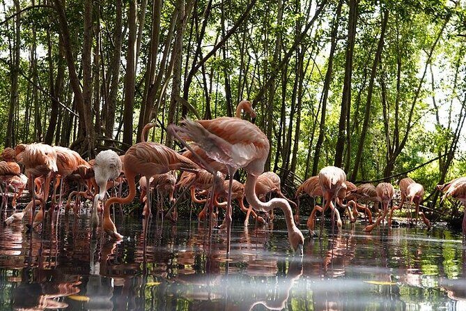 Full-Day Tour Baru - National Aviary and Playa Blanca + Bioluminescent Plankton - Nightfall on Isla Barú: Watching Plankton Create Light