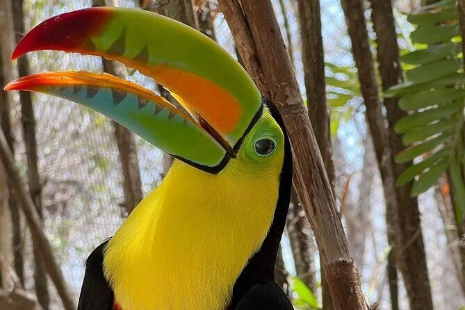 Full-Day Tour Baru - National Aviary and Playa Blanca + Bioluminescent Plankton - Who This Trip Suits Best (and Who Might Want Another Option)