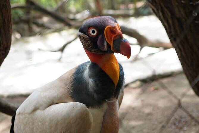 Full-Day Tour Baru - National Aviary and Playa Blanca + Bioluminescent Plankton - Playa Blanca at Club Mambo Beach: White Sand, Real Choices