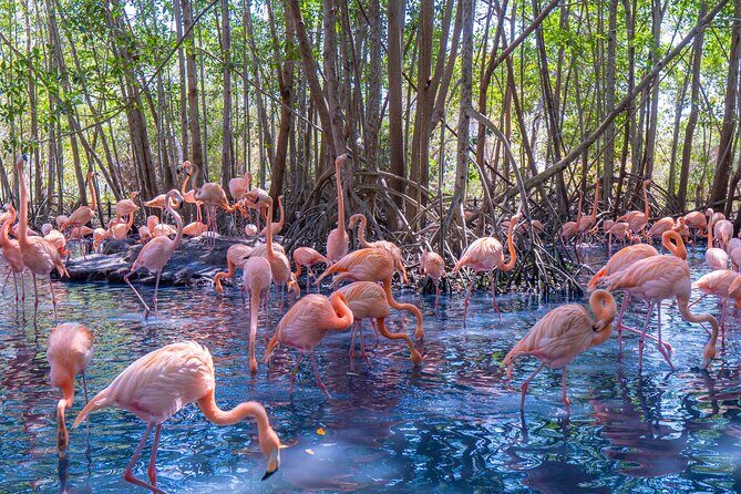 Full Day Tour to the Playa Blanca National Aviary and Plankton - Key things that make this tour worth your attention