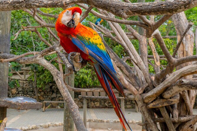 Full Day Tour to the Playa Blanca National Aviary and Plankton - The luminous plankton experience: what happens after dark