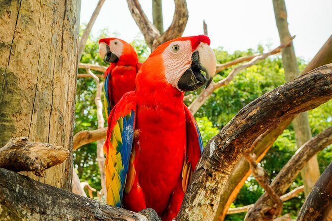 Full Day Tour to the Playa Blanca National Aviary and Plankton - Timing, comfort, and what to pack for a day this long