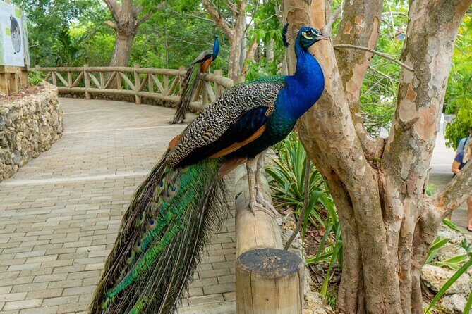 Full Day Tour to the Playa Blanca National Aviary and Plankton - Who should book this Barú day trip (and who should skip it)?
