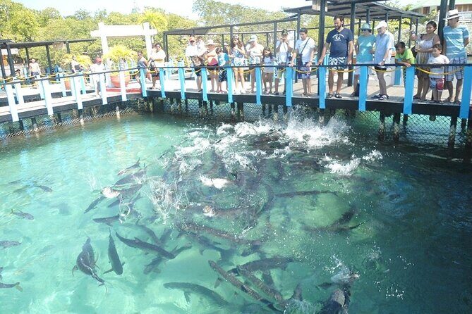 Great Tours Rosario Island, Blue Beach, Cholon And White Beach - Playa Tranquila: lunch plus the beach stretch that matters