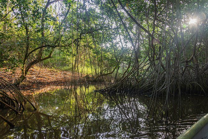 Into the Wild: Canoeing & Birdwatching in La Boquilla’s Untouched - Key highlights worth your attention