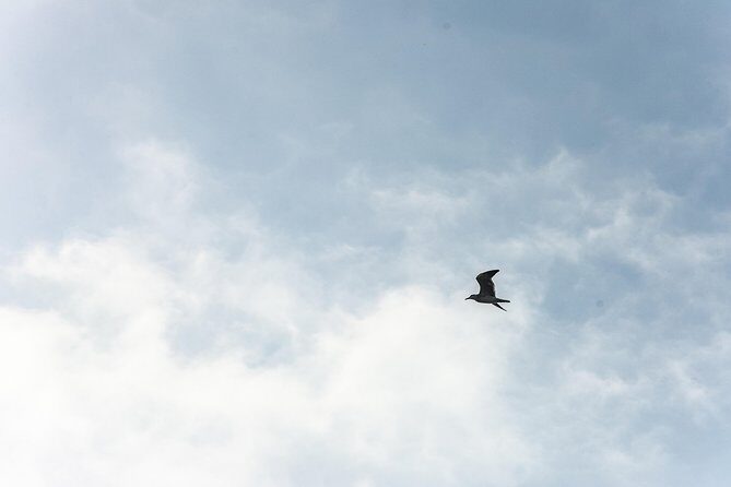 Into the Wild: Canoeing & Birdwatching in La Boquilla’s Untouched - La Boquilla Mangroves: Why This Cartagena Day Feels Different