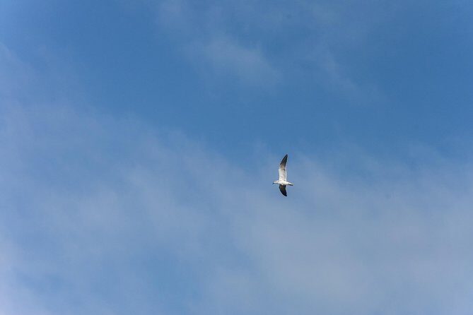 Into the Wild: Canoeing & Birdwatching in La Boquilla’s Untouched - Lunch, Snacks, and the Little Food Stops You’ll Remember