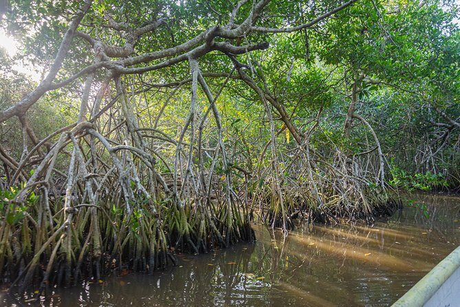 Into the Wild: Canoeing & Birdwatching in La Boquilla’s Untouched - Non-Motorized Canoeing in Ciénaga de La Virgen Wetlands