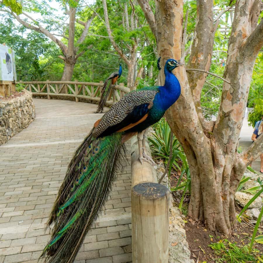 Isla Barú: Beach Club Access and Tour of the National Aviary - The Aviary of Colombia Visit: What the 11:30 Presentation Feels Like