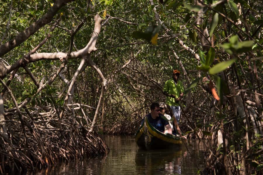 La Boquilla: 3-Hour Canoe Tour through the Mangroves - Why La Boquilla mangroves change your Cartagena expectations