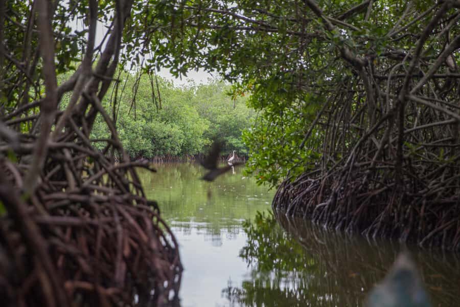La Boquilla: 3-Hour Canoe Tour through the Mangroves - The canoe route: how the paddling actually feels