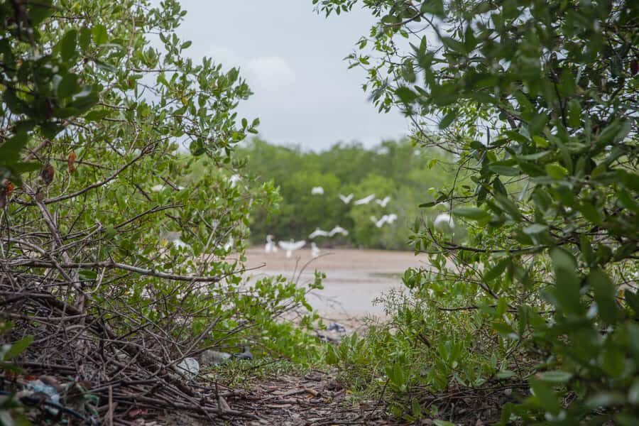 La Boquilla: 3-Hour Canoe Tour through the Mangroves - Learning from a fisherman guide: culture tied to conservation