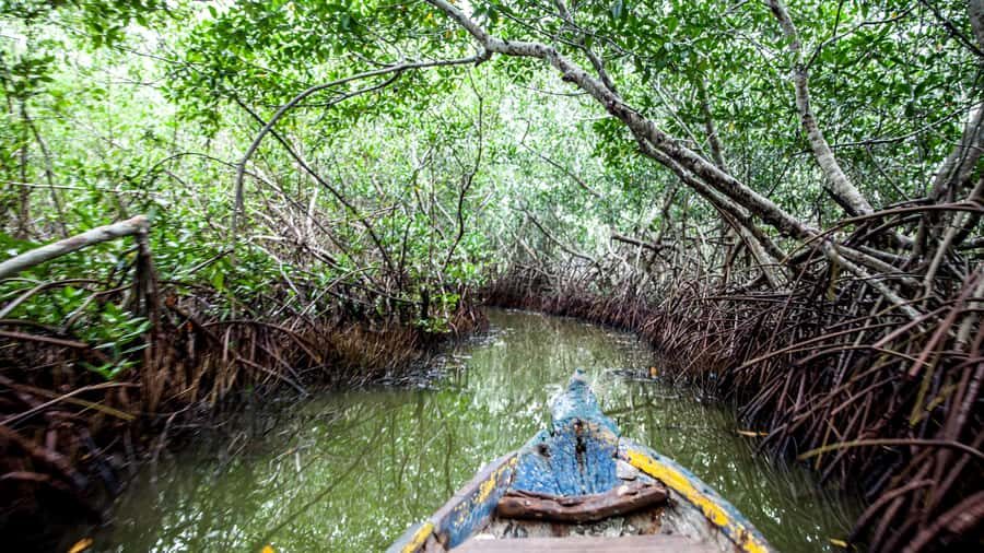 La Boquilla: 3-Hour Canoe Tour through the Mangroves - The island stop and coconut refreshment details