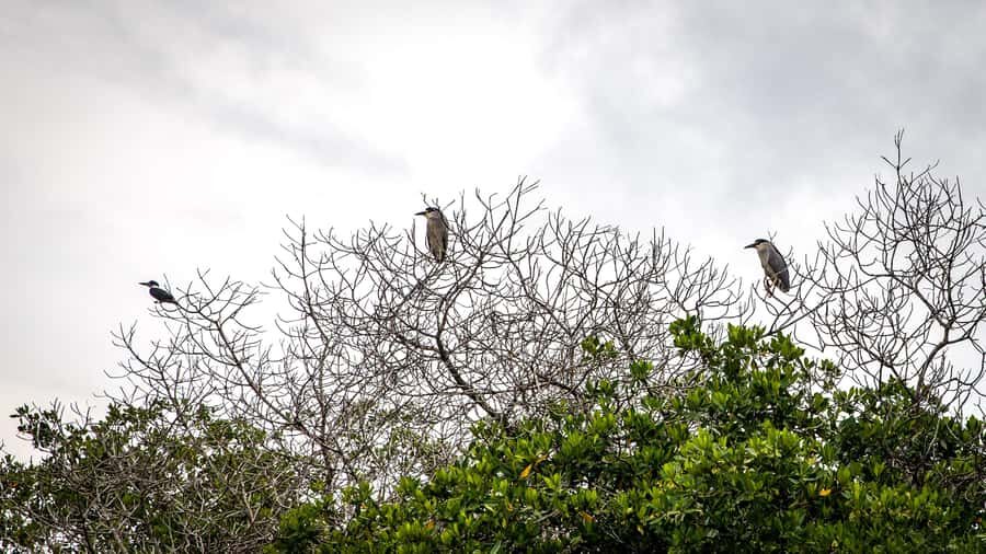 La Boquilla: 3-Hour Canoe Tour through the Mangroves - Who should book this canoe tour (and who might skip it)
