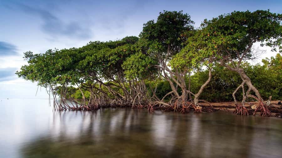 Mangroves, cultural fishing, black heritage town and lunch - Afro-Caribbean lunch on the beach: coconut, spice, and fresh seafood