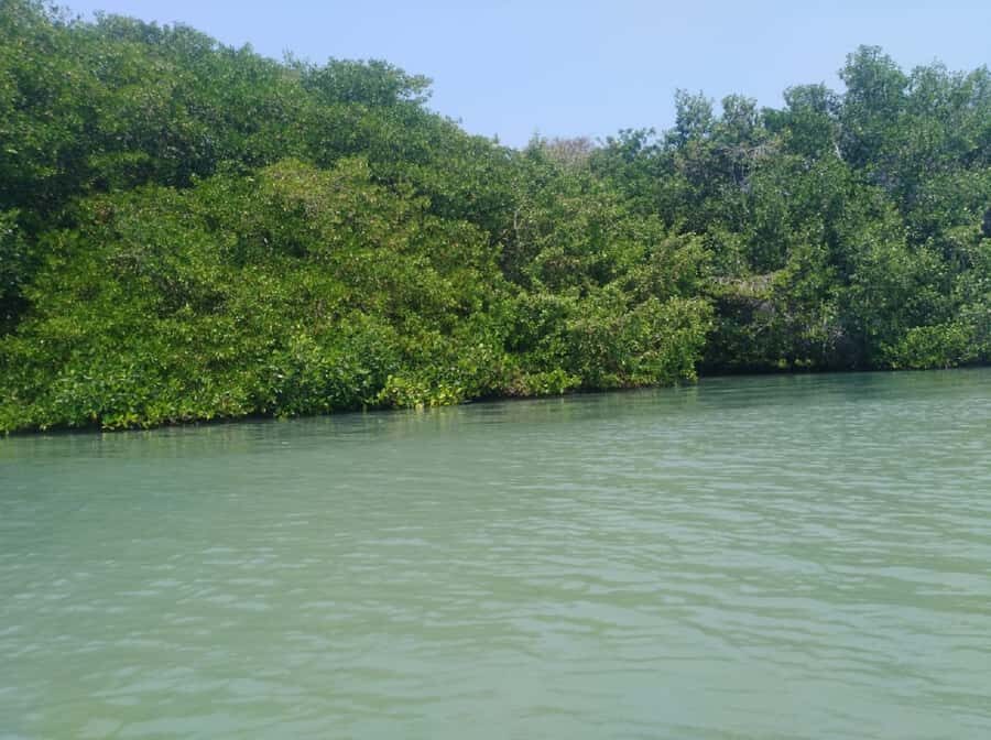 Mangroves, cultural fishing, black heritage town and lunch - Price and logistics: what $49 buys in a short, busy half day