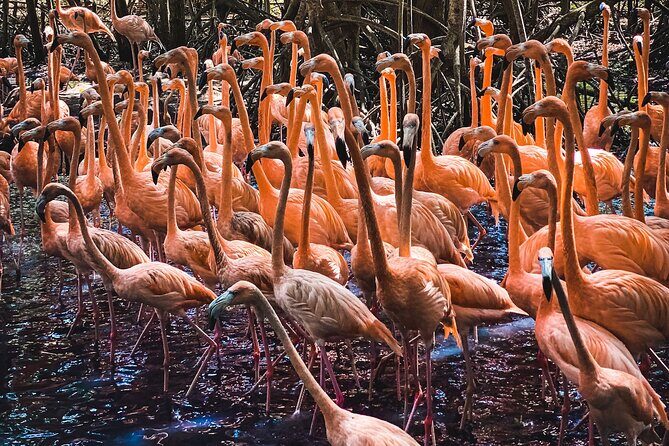 National Aviary & Mambo Beach Club Baru - Playa Blanca - Aviario Nacional de Colombia: 2-hour trekking walk + 1-hour bird show