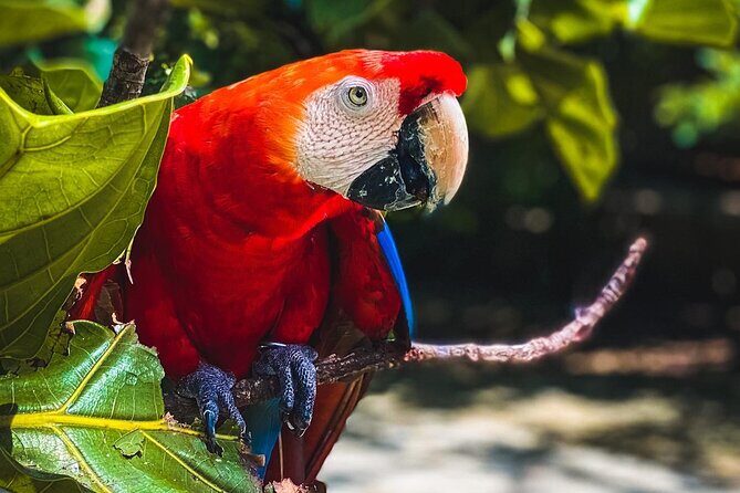 National Aviary & Mambo Beach Club Baru - Playa Blanca - The Barú transition: early lunch timing and why it matters
