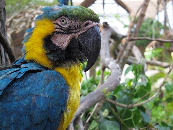 National Aviary private from Cartagena - Key points before you go