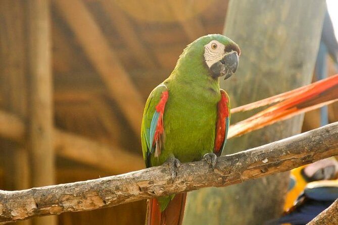 National Aviary private from Cartagena - Birds aren’t the only lesson: conservation and animal welfare