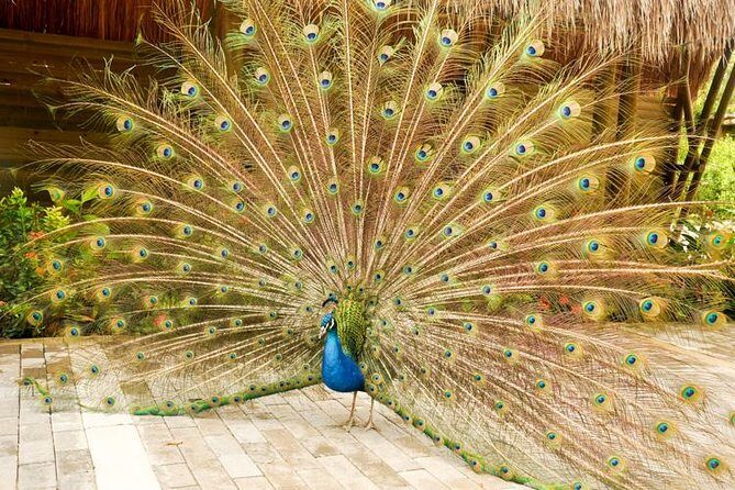 National Aviary private from Cartagena - Inside the Aviario: four ecosystems and a zoo-free feel
