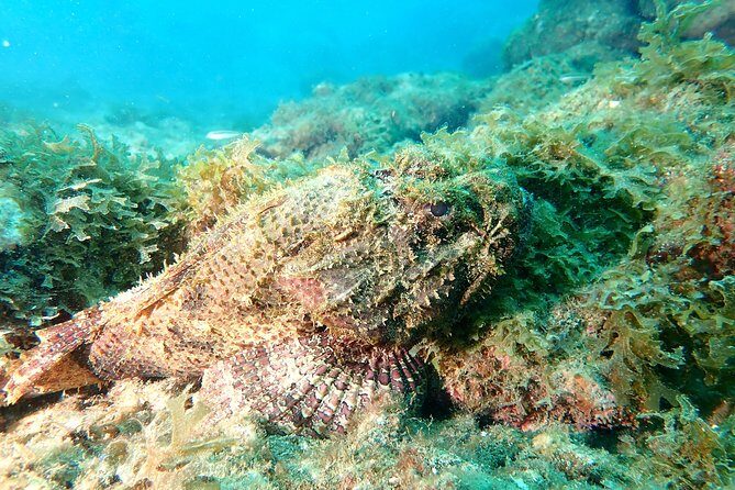 PADI Open Water Diving Course - Cartagena and Baru Island: Why This Course Feels Practical