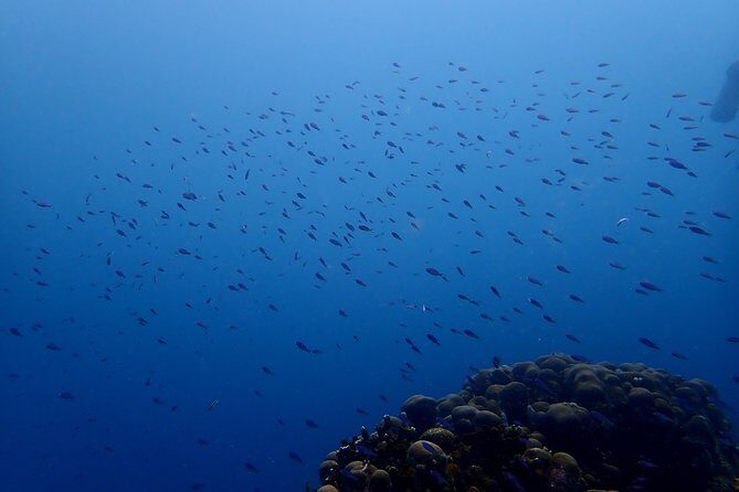 PADI Open Water Diving Course - Day 1 (and Maybe Day 0): Online Knowledge Development Done Your Way