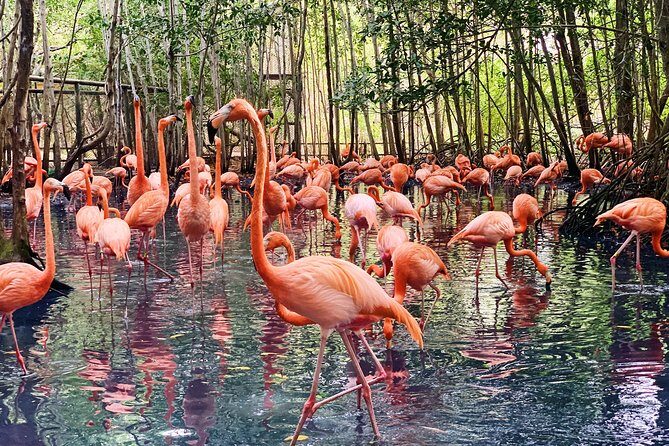 Private Baru Aviary Tour with Lunch Included - Key things to know before you go