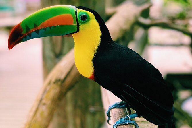 Private Baru Aviary Tour with Lunch Included - What to Bring (So the Day Feels Better)