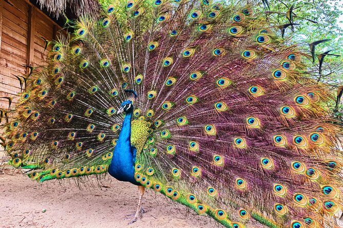Private Baru Aviary Tour with Lunch Included - Old City Pickup: Start Where You’ll Actually Want To Be