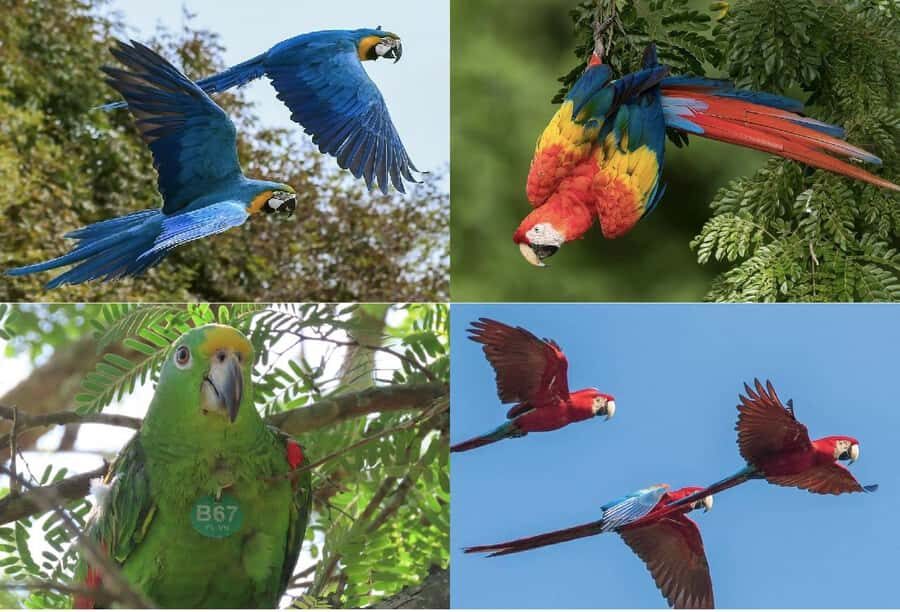 Scenic Horseback Ride in Tropical Mountain Reserve - Fundación Loros: a 1,000-acre dry forest you help protect